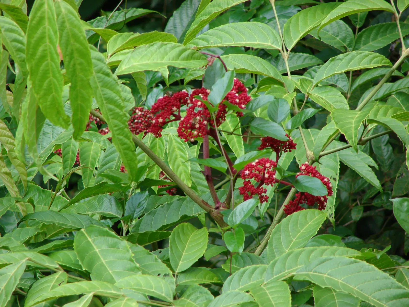 Jardín botánico Ho'omaluhia