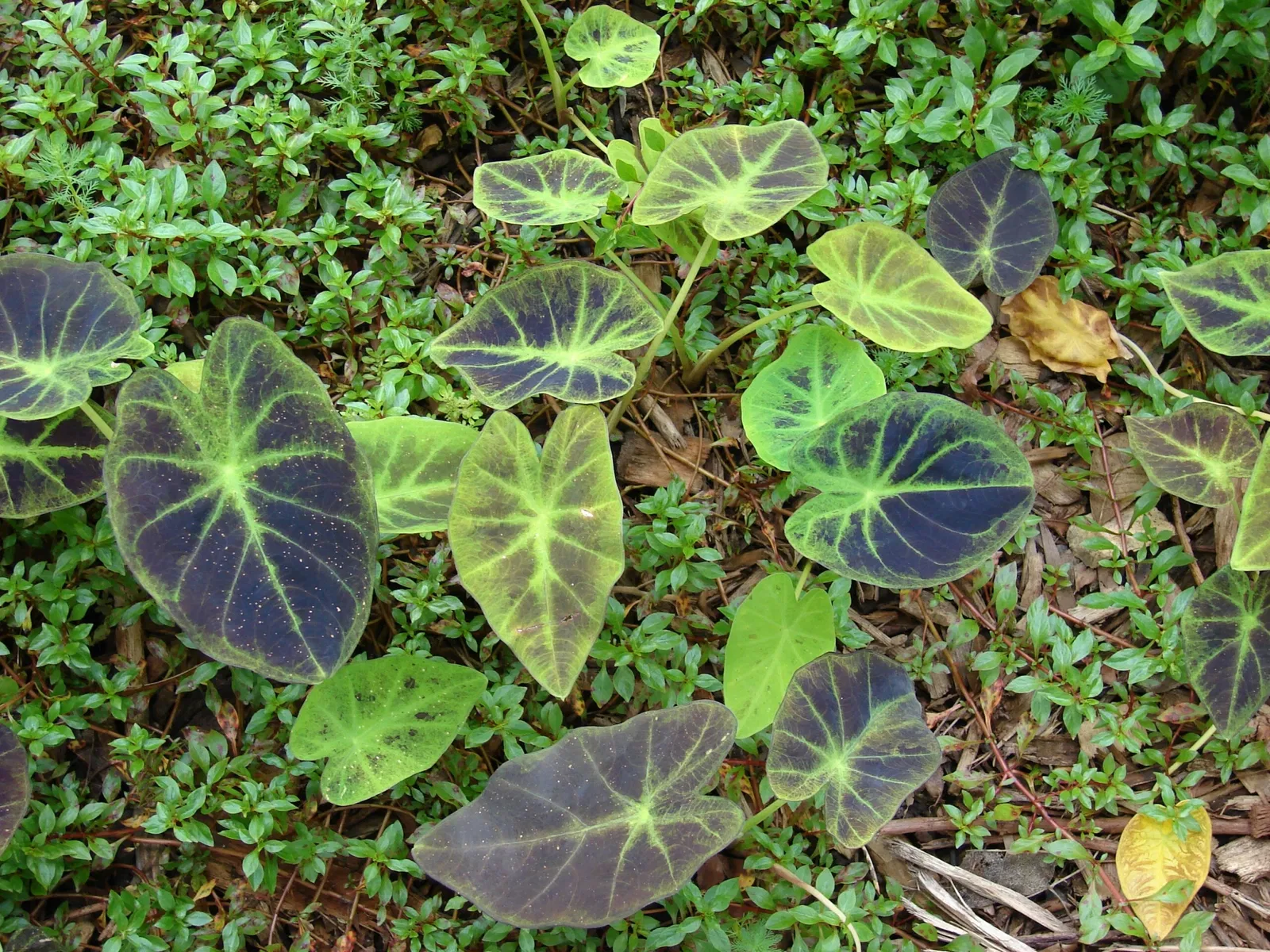 Jardín botánico Ho'omaluhia
