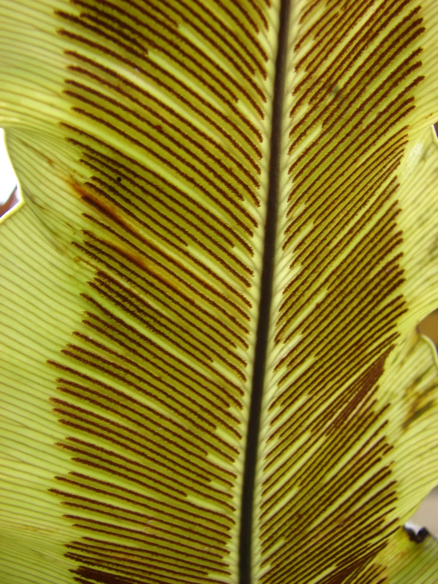 Jardín botánico Ho'omaluhia