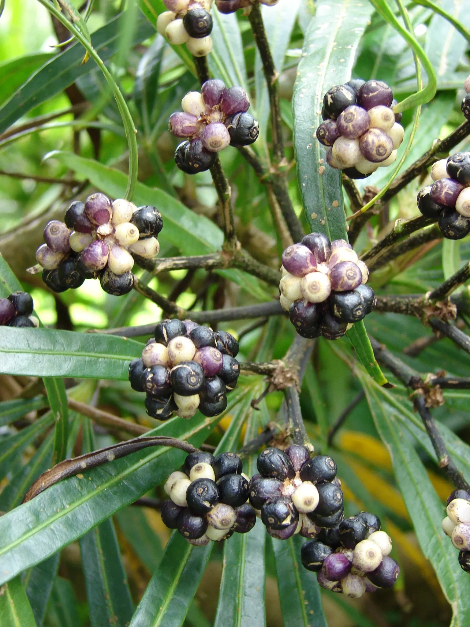 Jardín botánico Ho'omaluhia