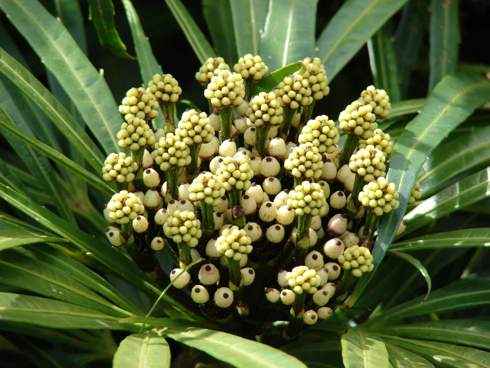 Ho'omaluhia Botanical Garden