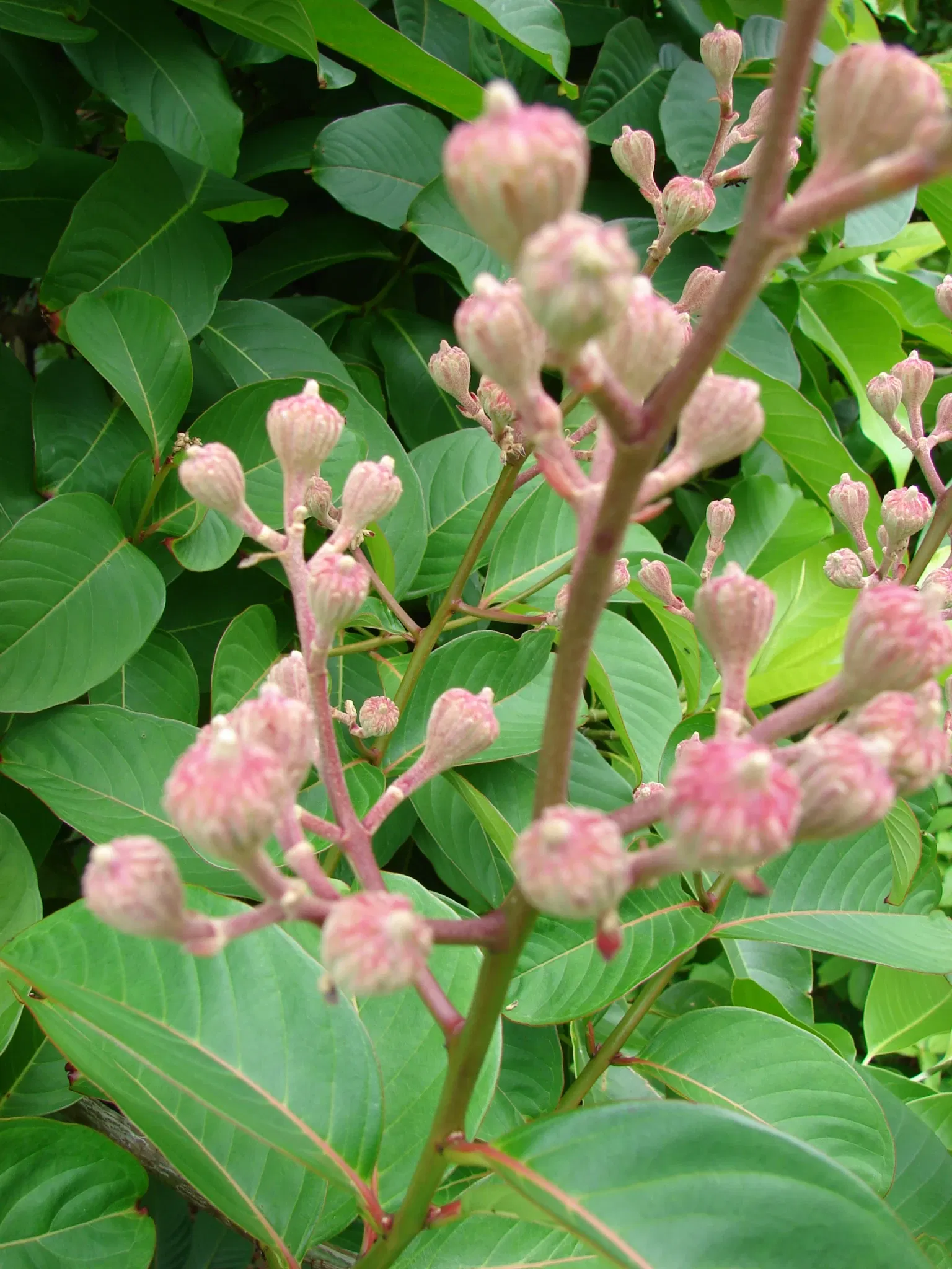 Jardín botánico Ho'omaluhia