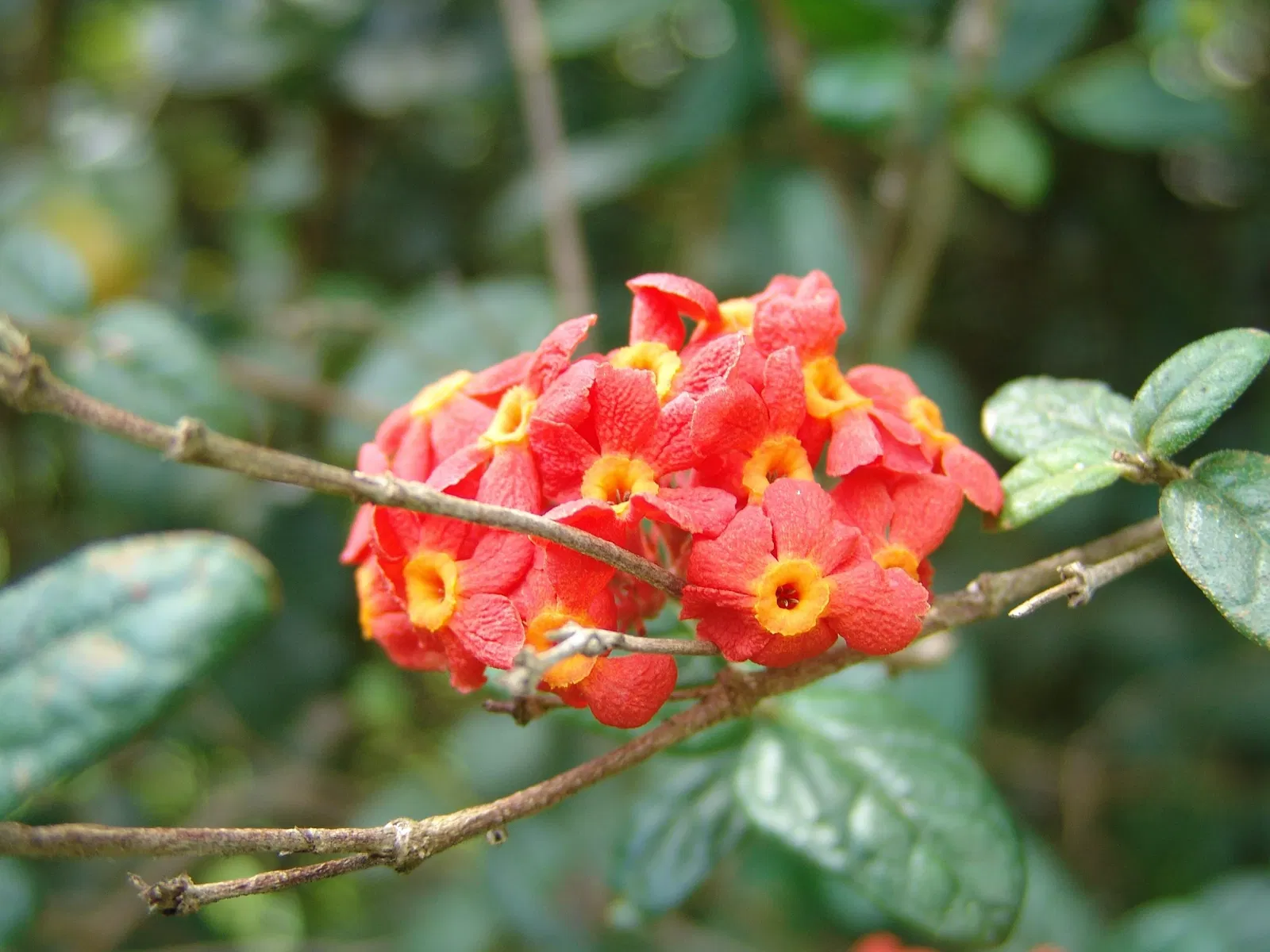 Jardín botánico Ho'omaluhia