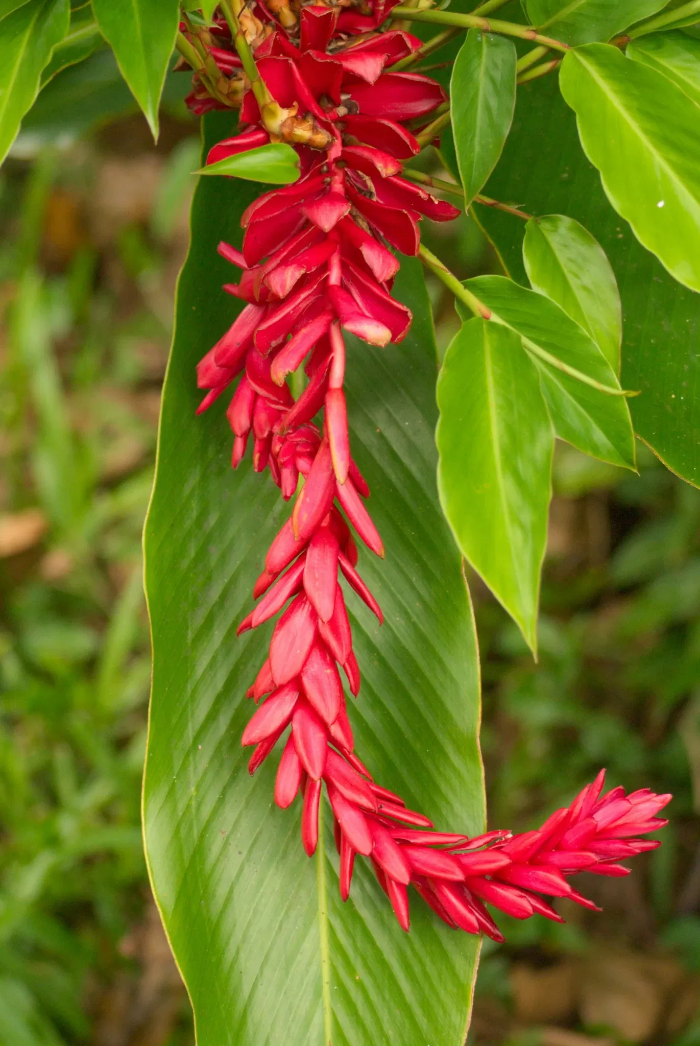 Jardín botánico Ho'omaluhia