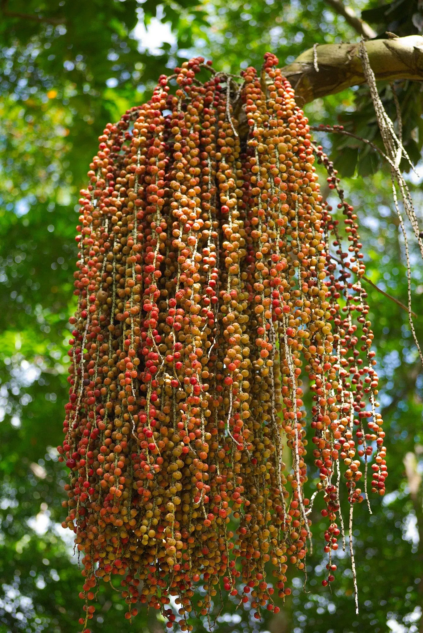 Jardín botánico Ho'omaluhia