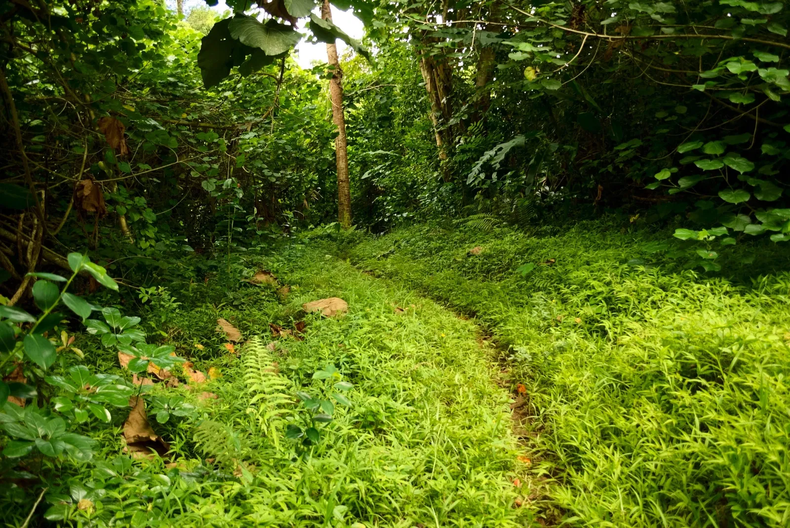 Jardín botánico Ho'omaluhia