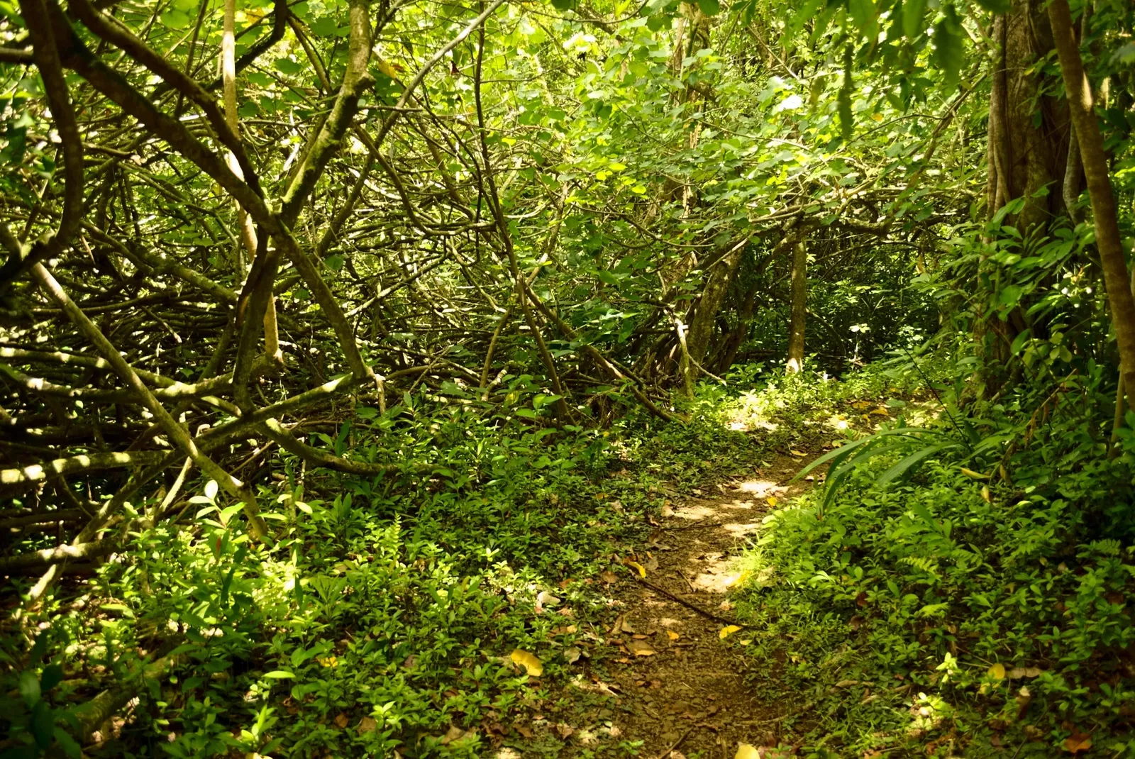 Ho'omaluhia Botanical Garden