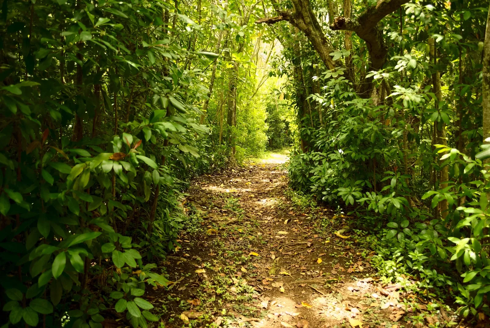 Jardín botánico Ho'omaluhia