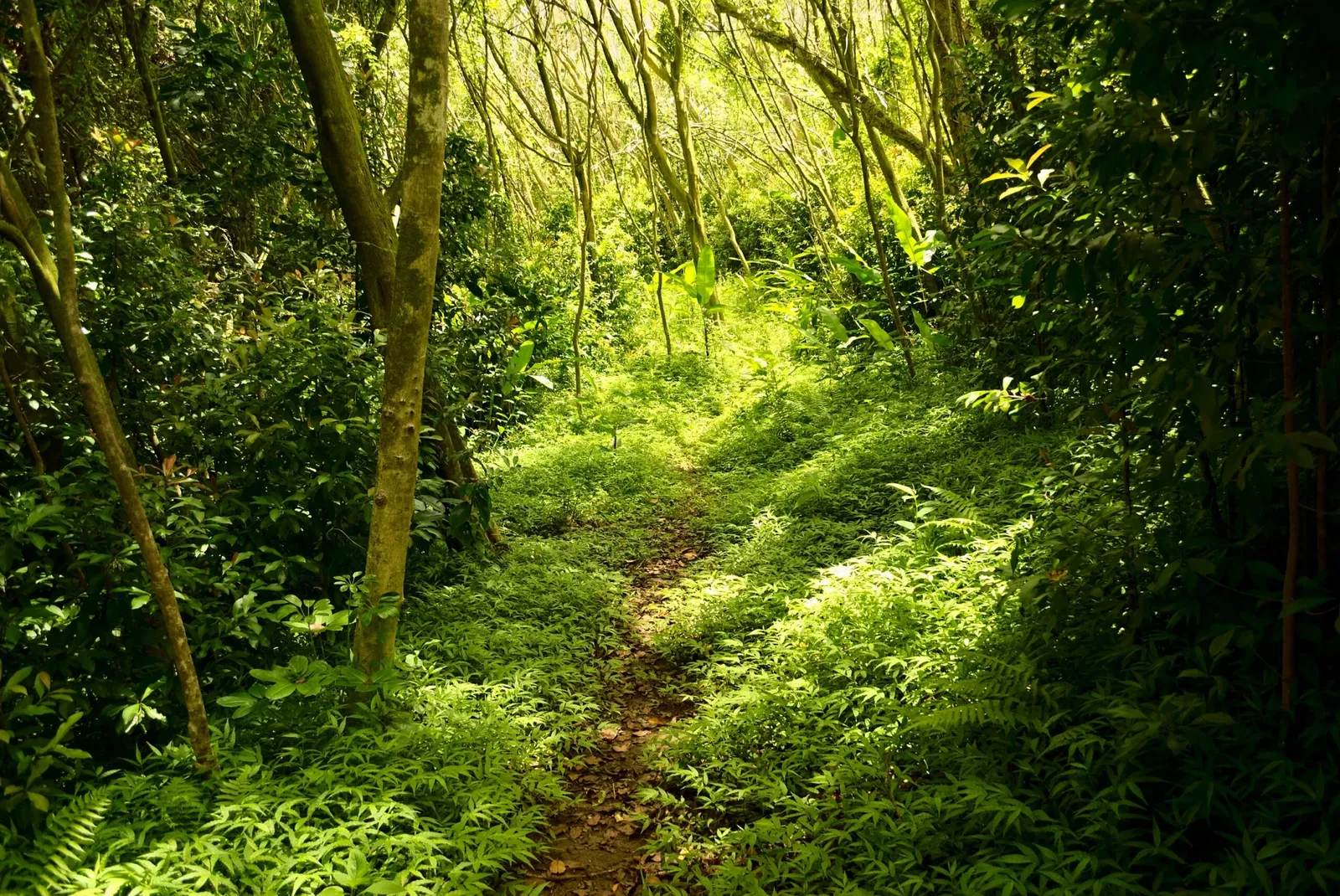 Jardín botánico Ho'omaluhia