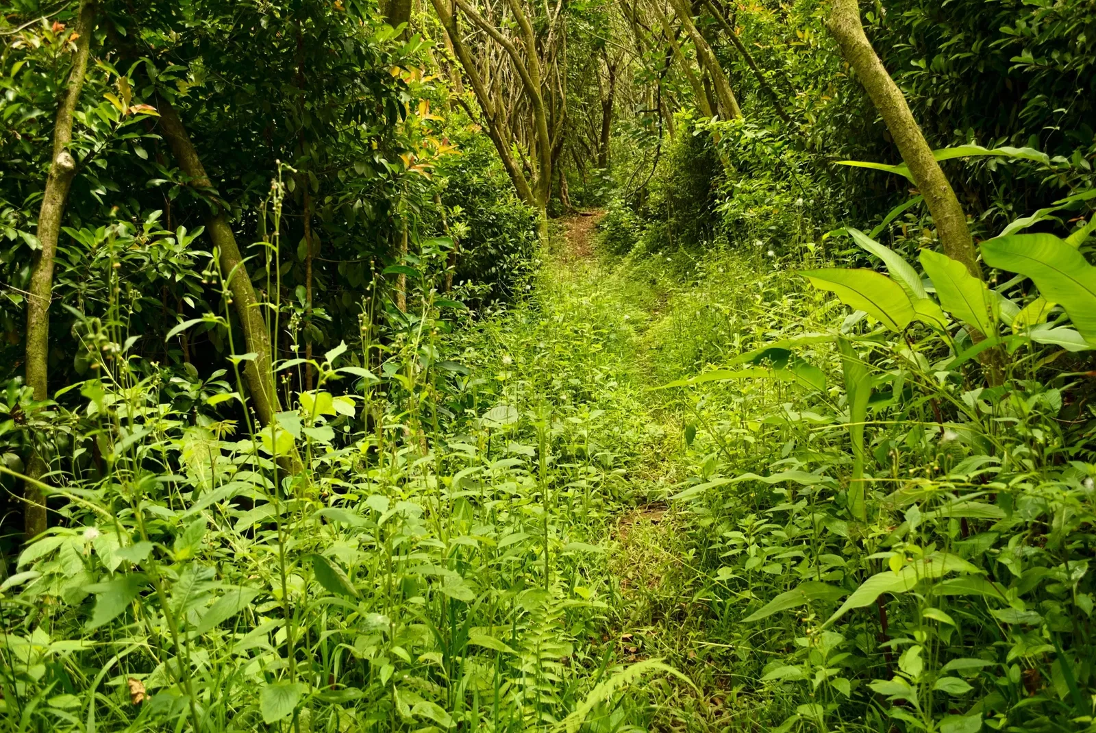 Jardín botánico Ho'omaluhia