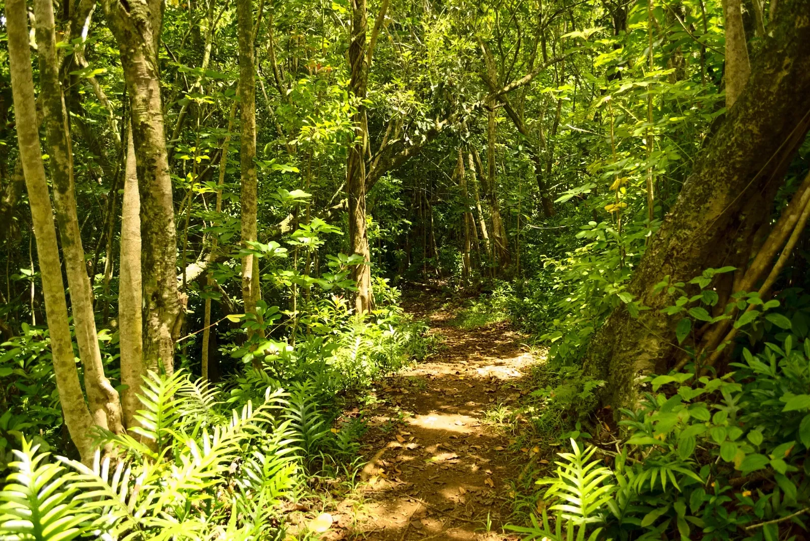 Ho'omaluhia Botanical Garden
