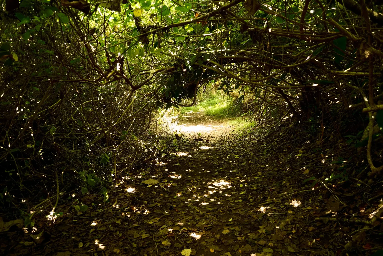 Ho'omaluhia Botanical Garden