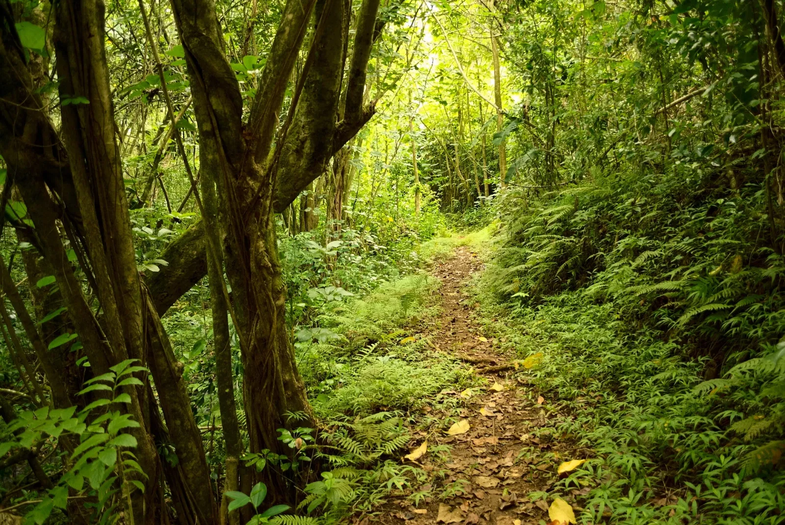 Jardín botánico Ho'omaluhia
