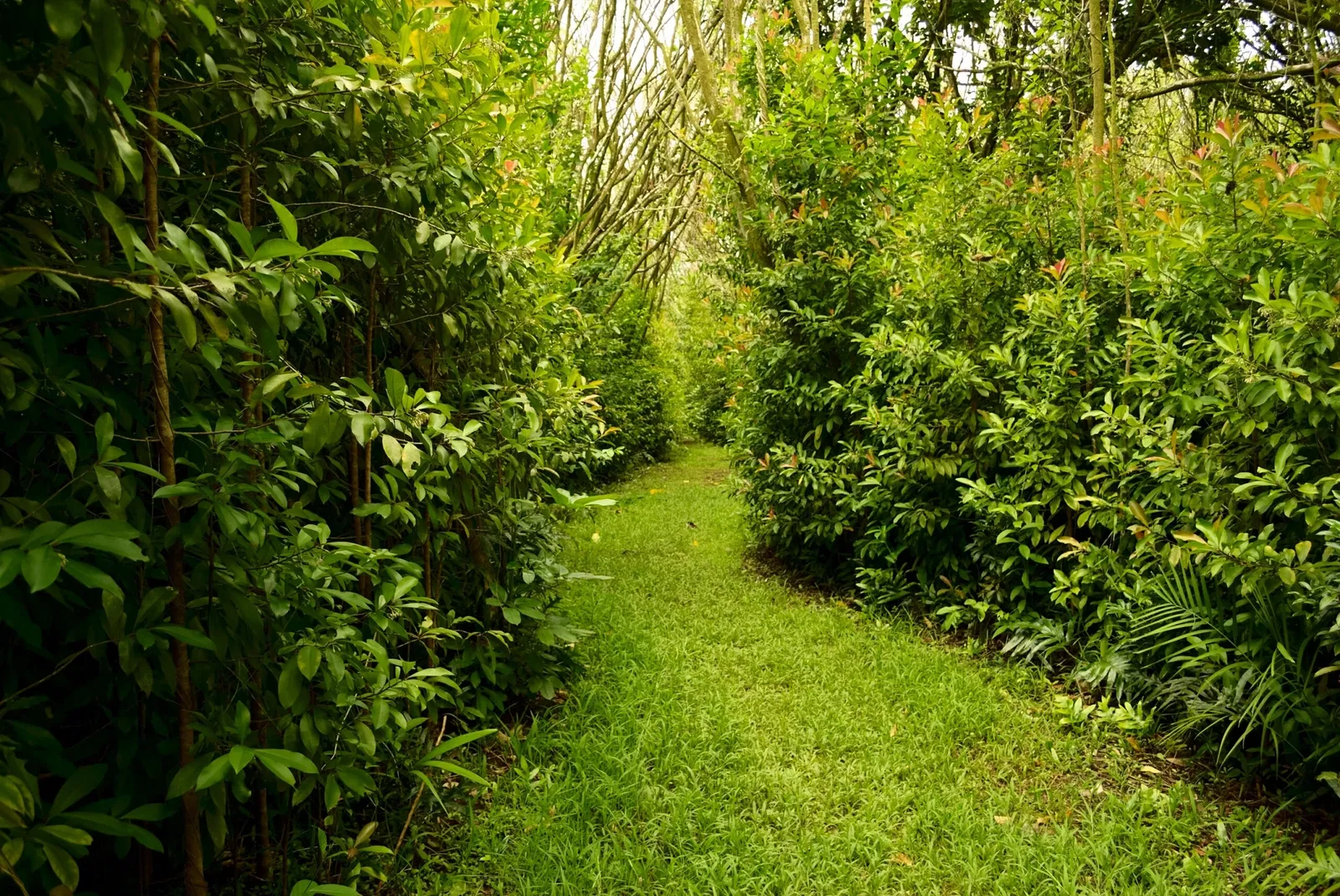 Ho'omaluhia Botanical Garden