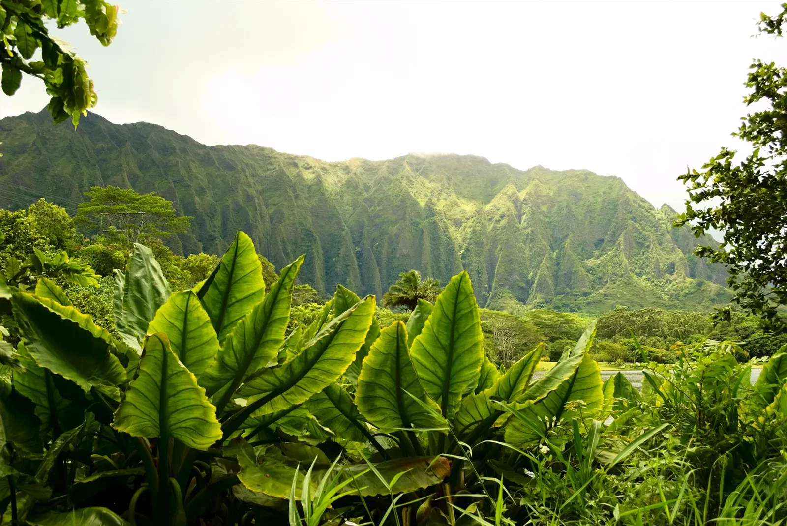 Ho'omaluhia Botanical Garden