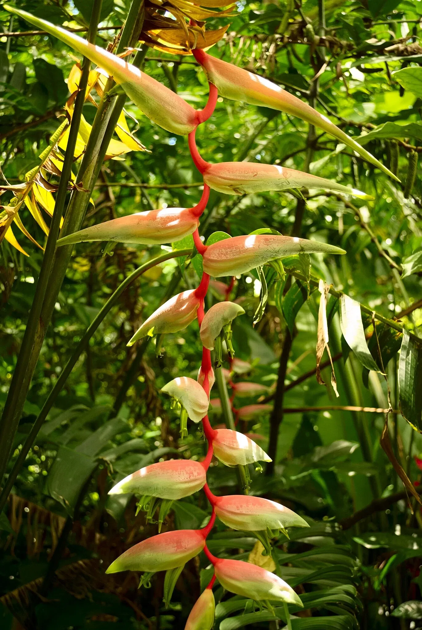 Ho'omaluhia Botanical Garden