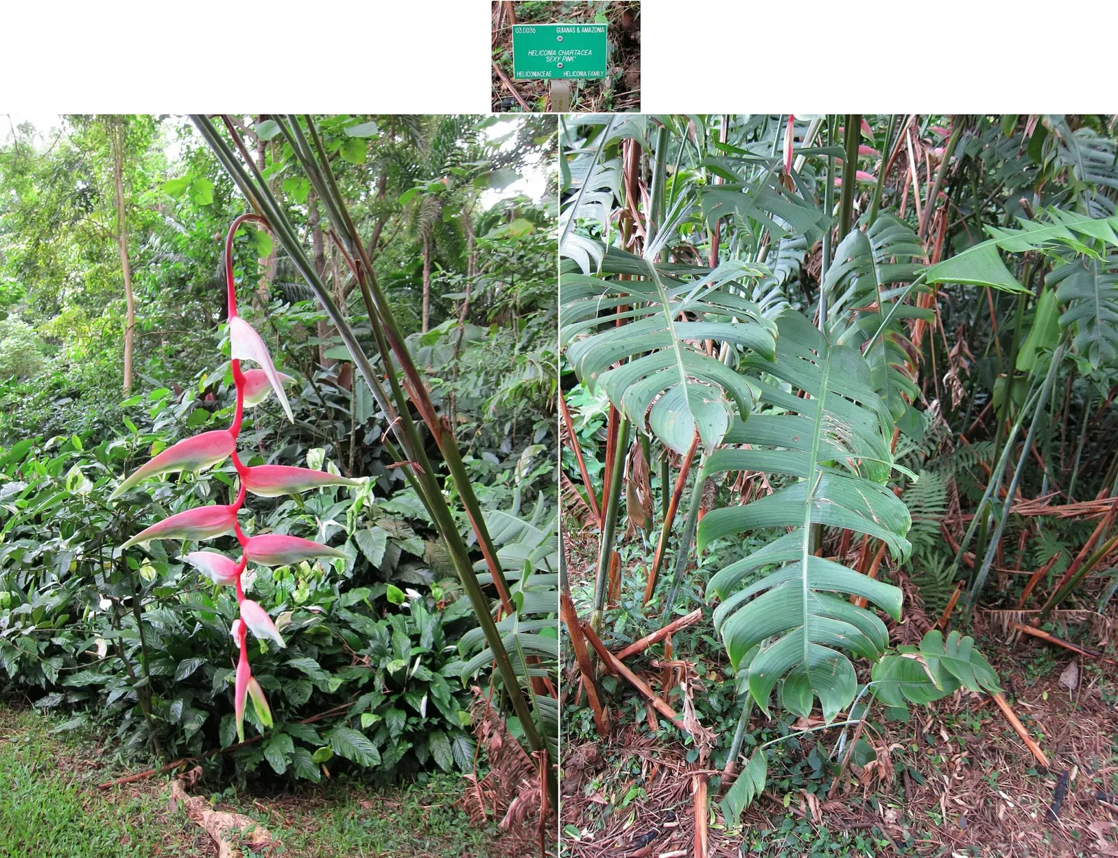 Jardín botánico Ho'omaluhia