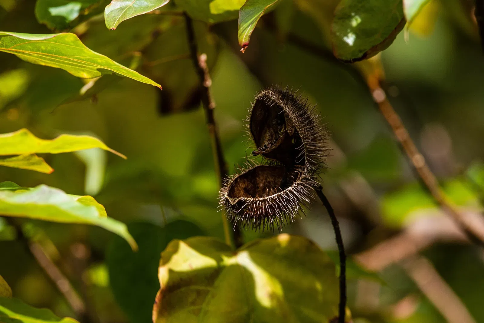 Jardín botánico Ho'omaluhia