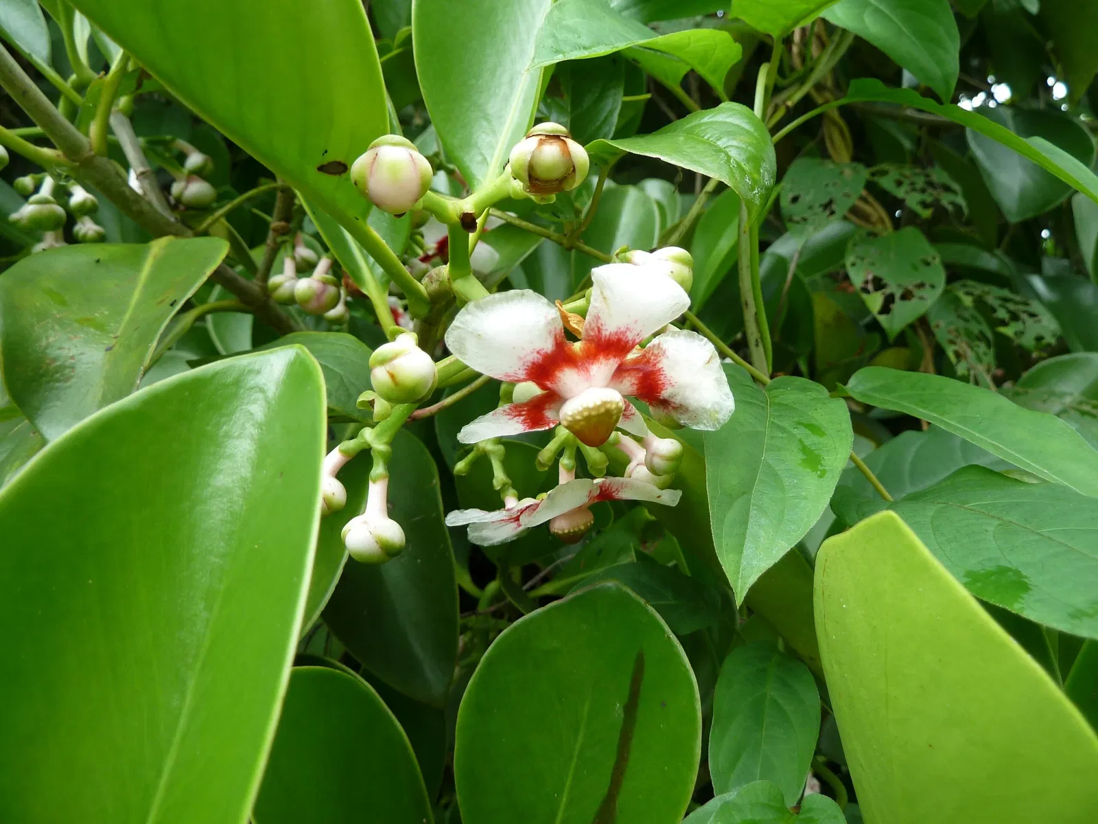 Jardín botánico Ho'omaluhia