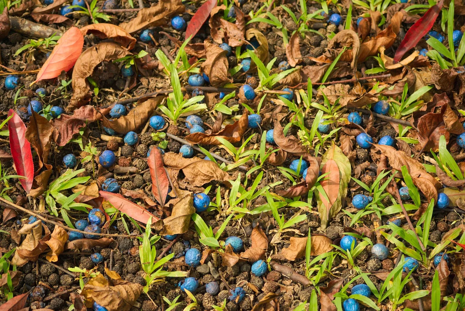 Jardín botánico Ho'omaluhia