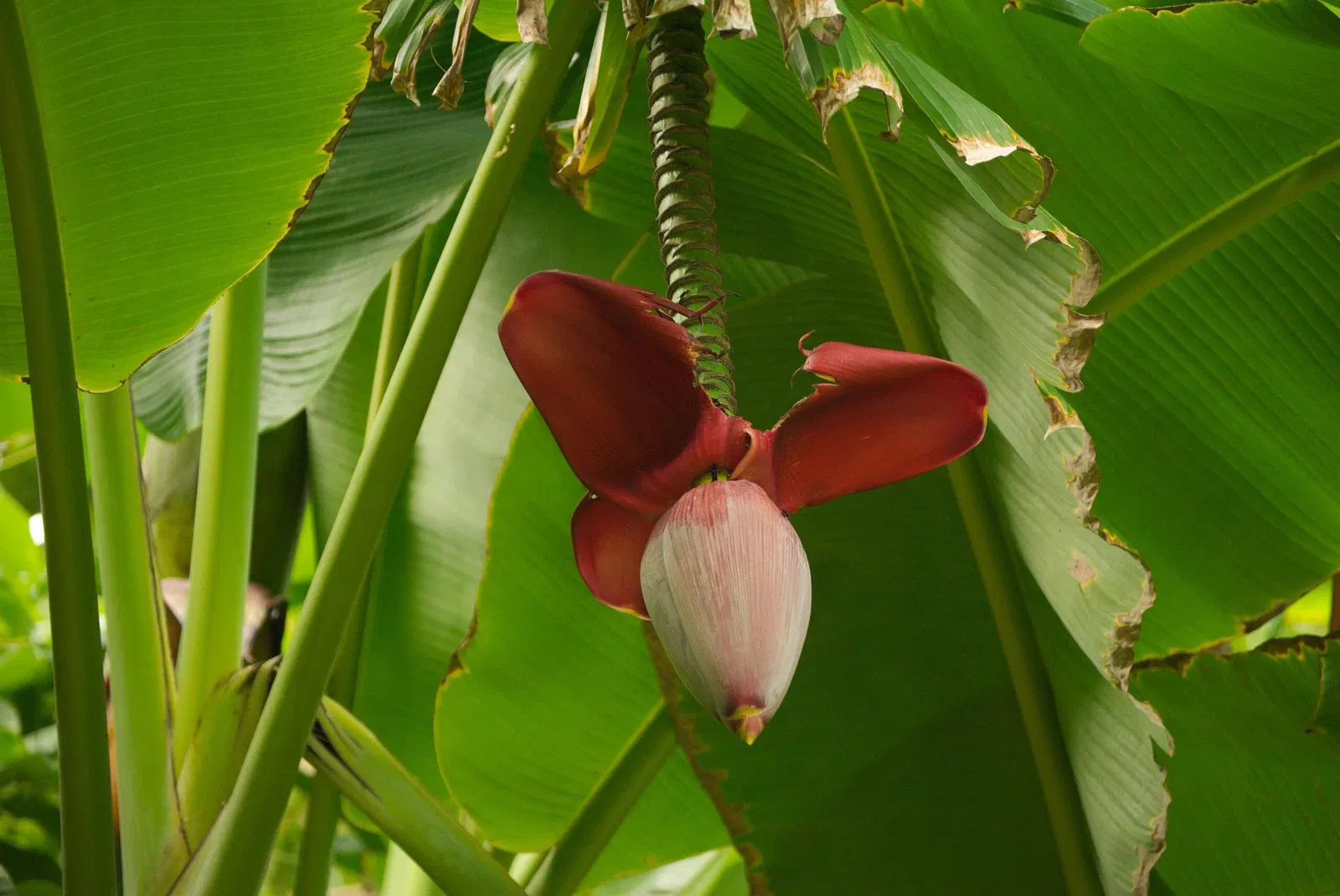Ho'omaluhia Botanical Garden