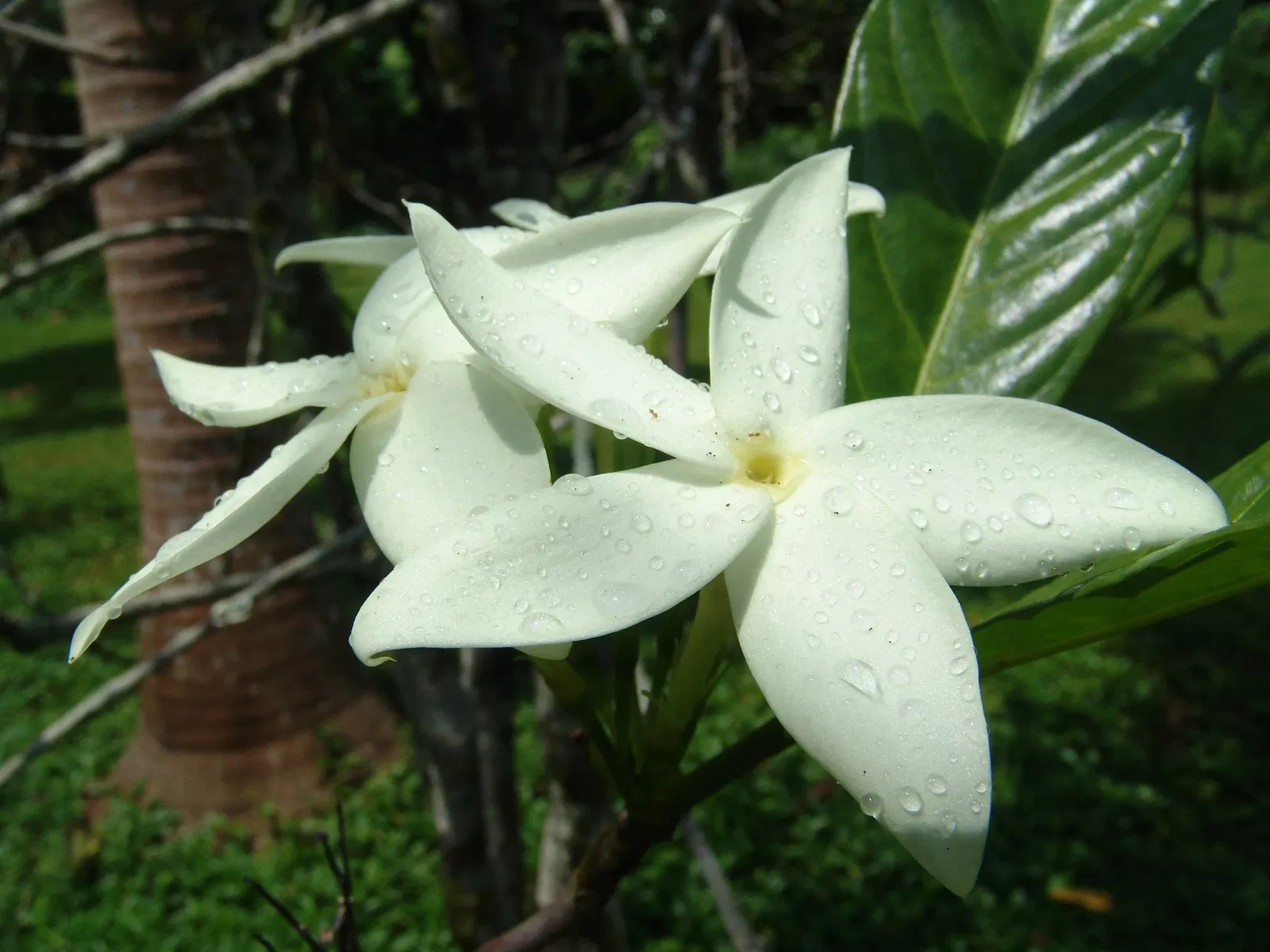 Ho'omaluhia Botanical Garden