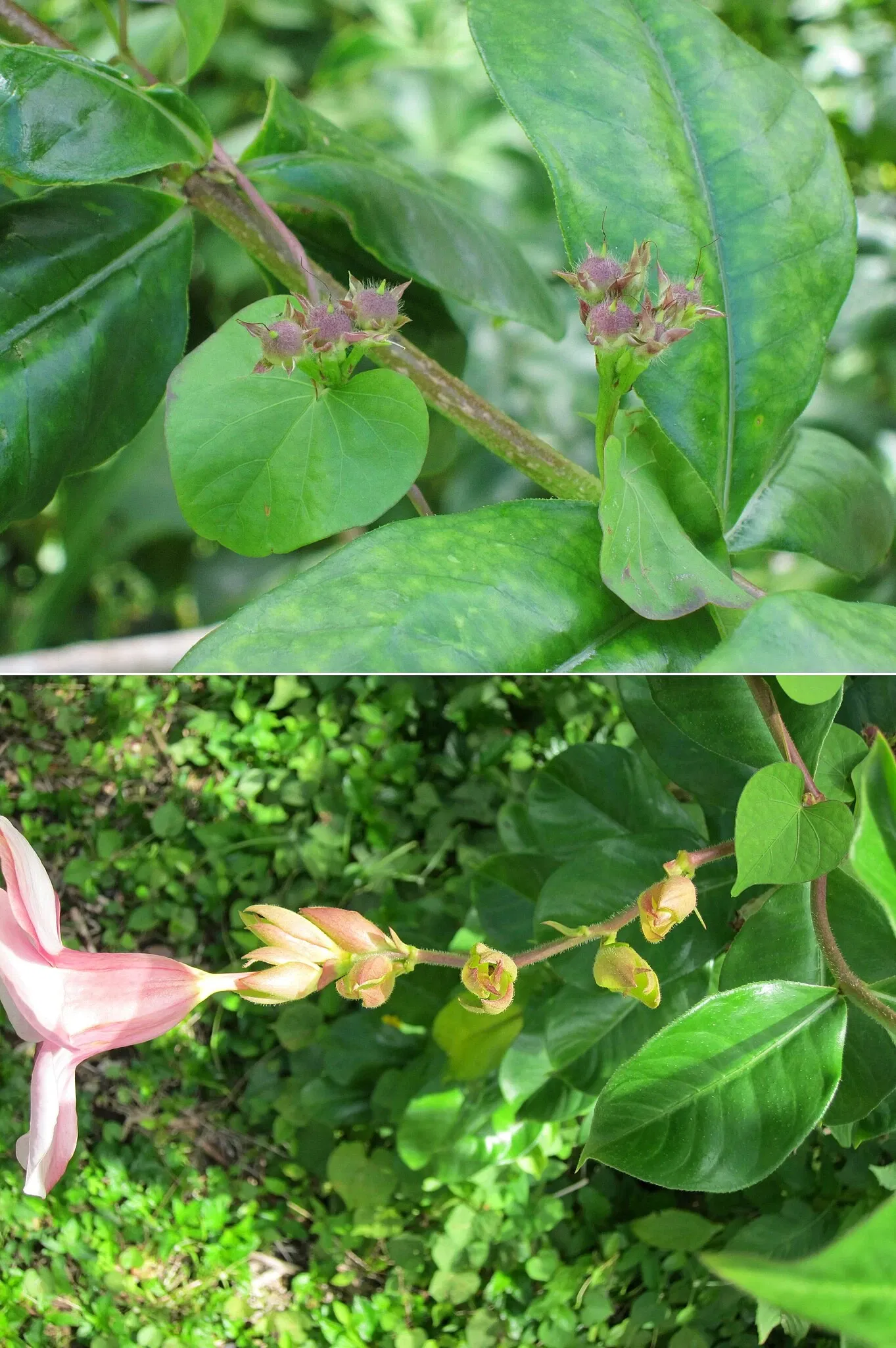 Ho'omaluhia Botanical Garden
