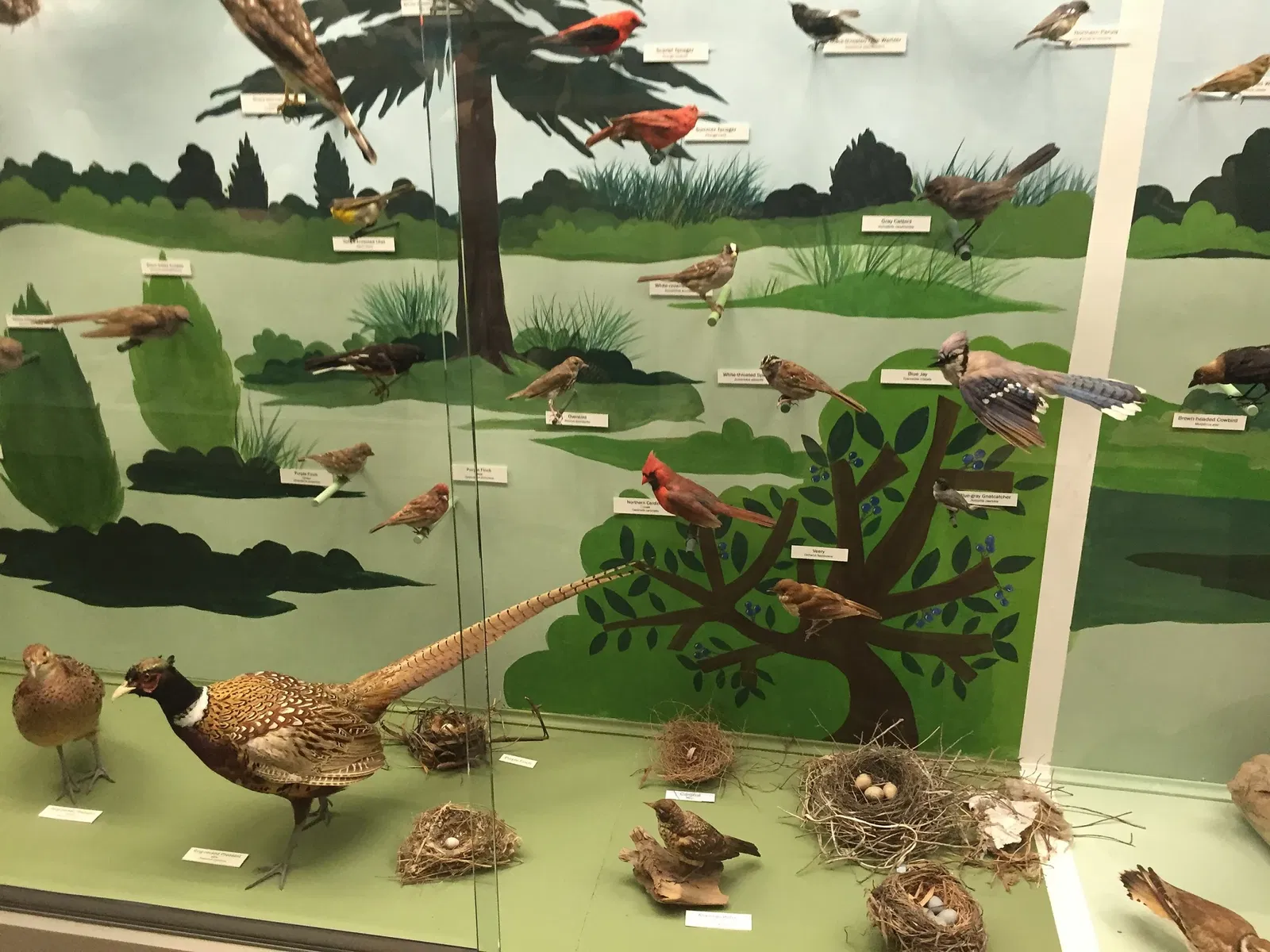 Cape Cod Museum of Natural History