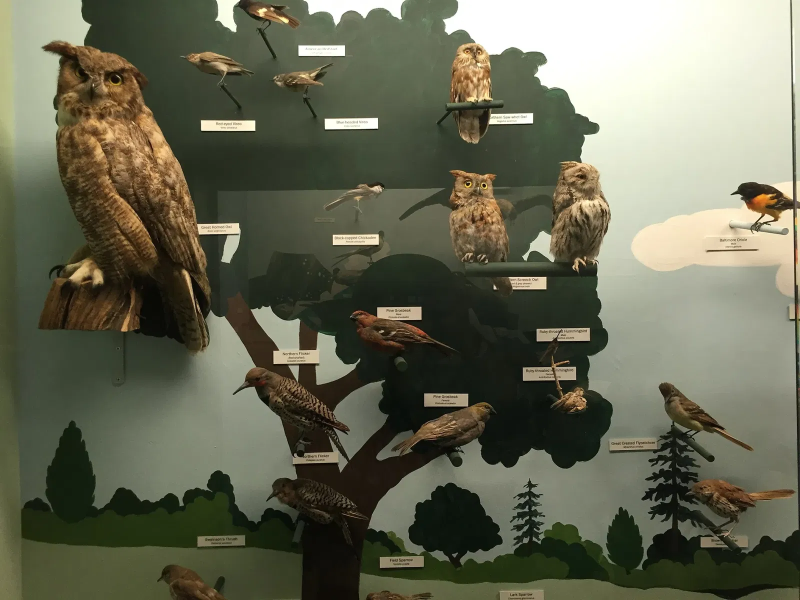 Cape Cod Museum of Natural History