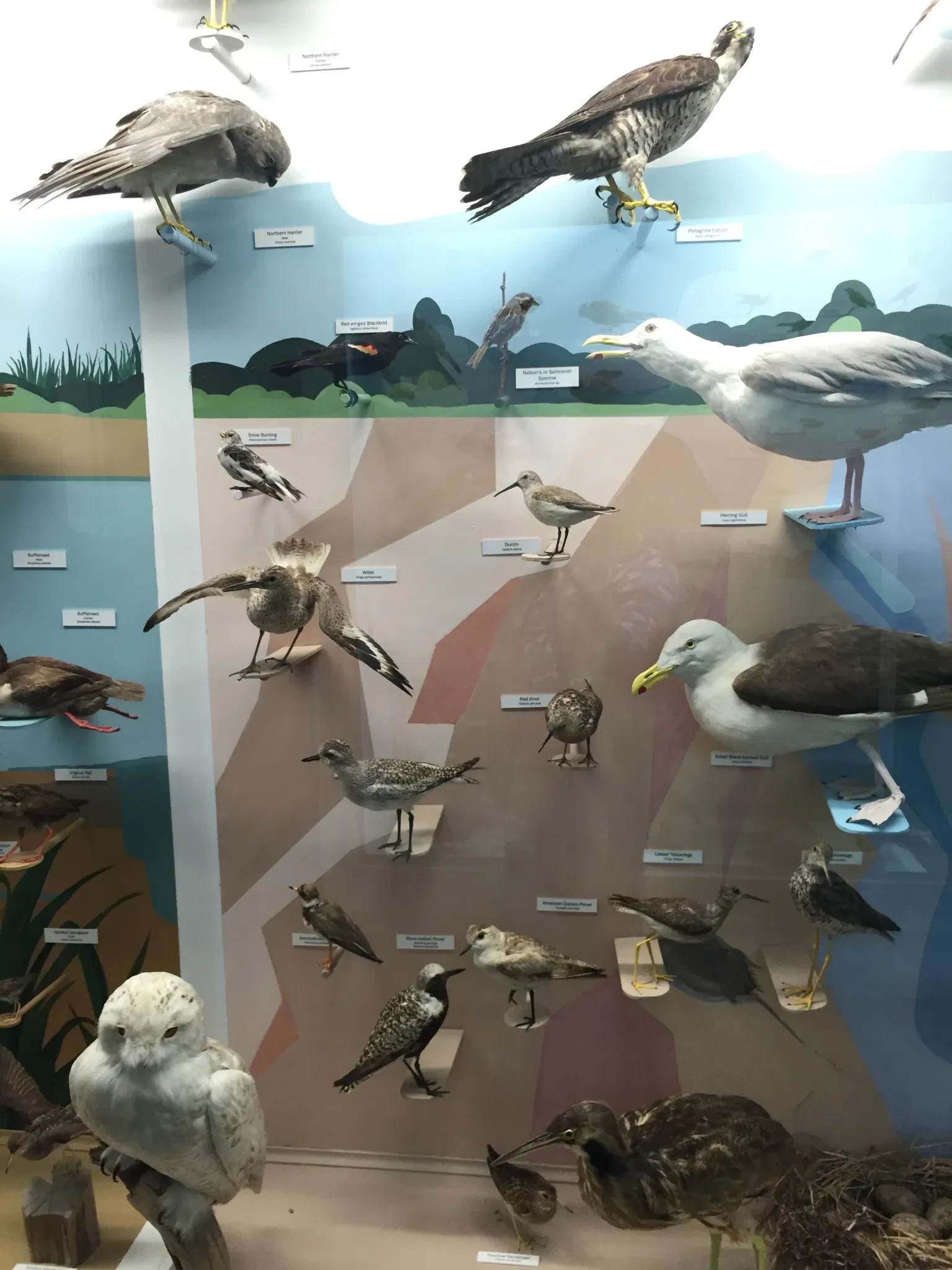Cape Cod Museum of Natural History