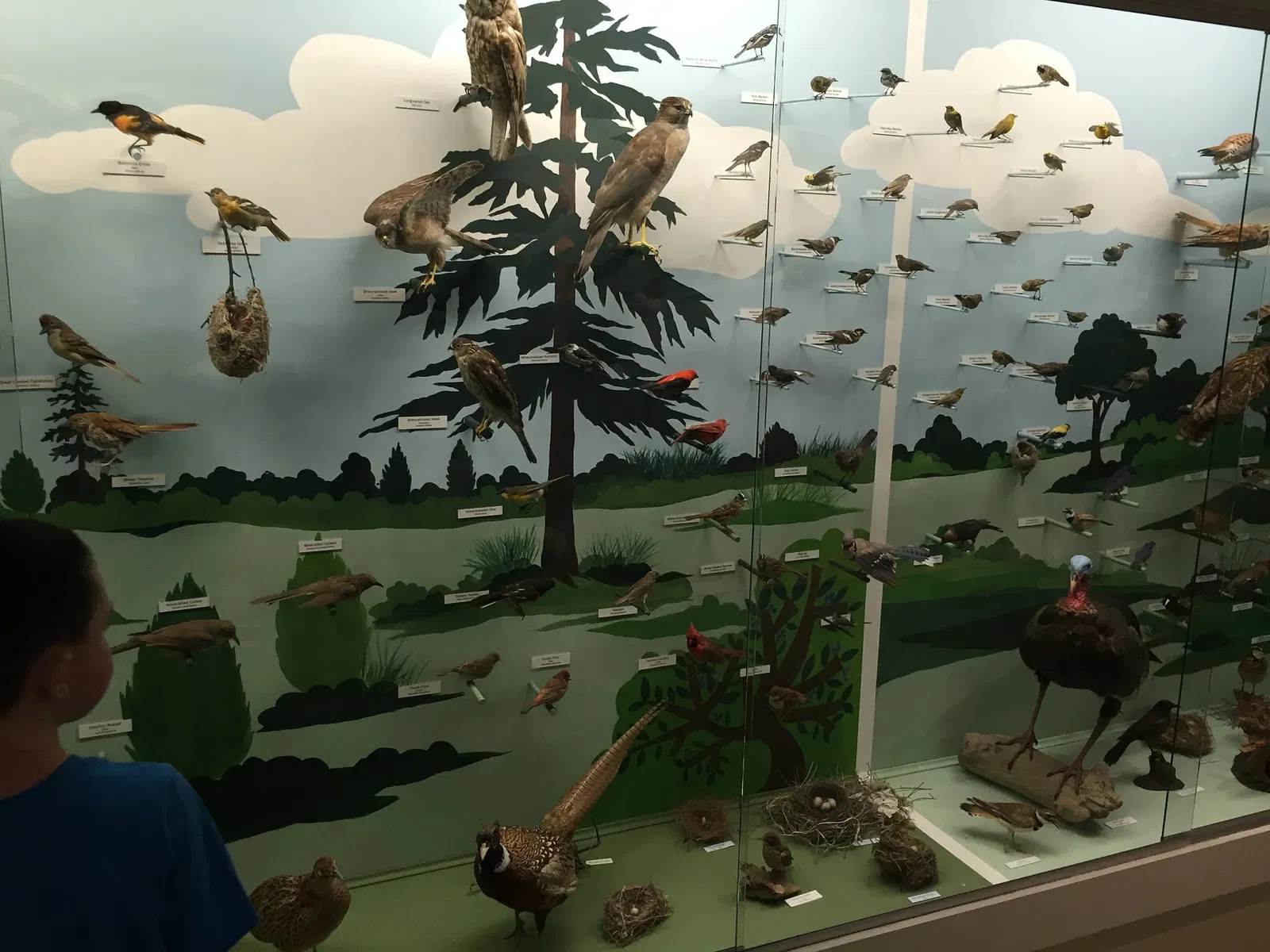 Cape Cod Museum of Natural History