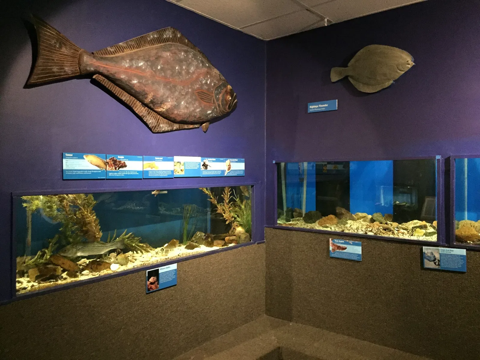 Cape Cod Museum of Natural History