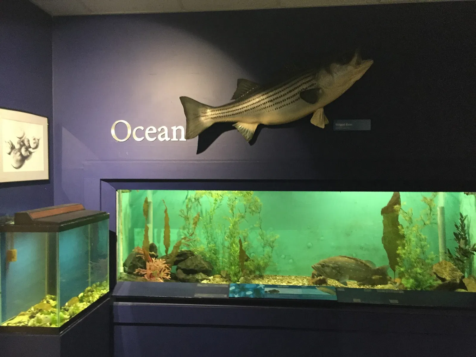 Cape Cod Museum of Natural History