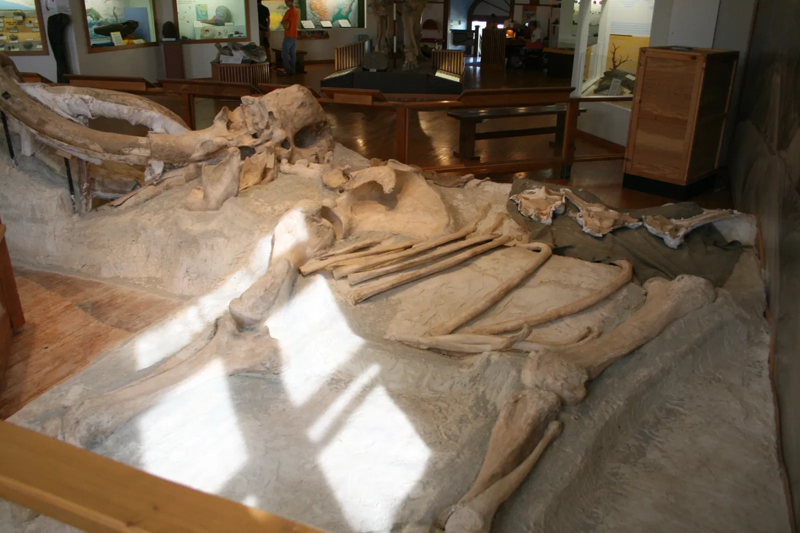 Trailside Museum of Natural History