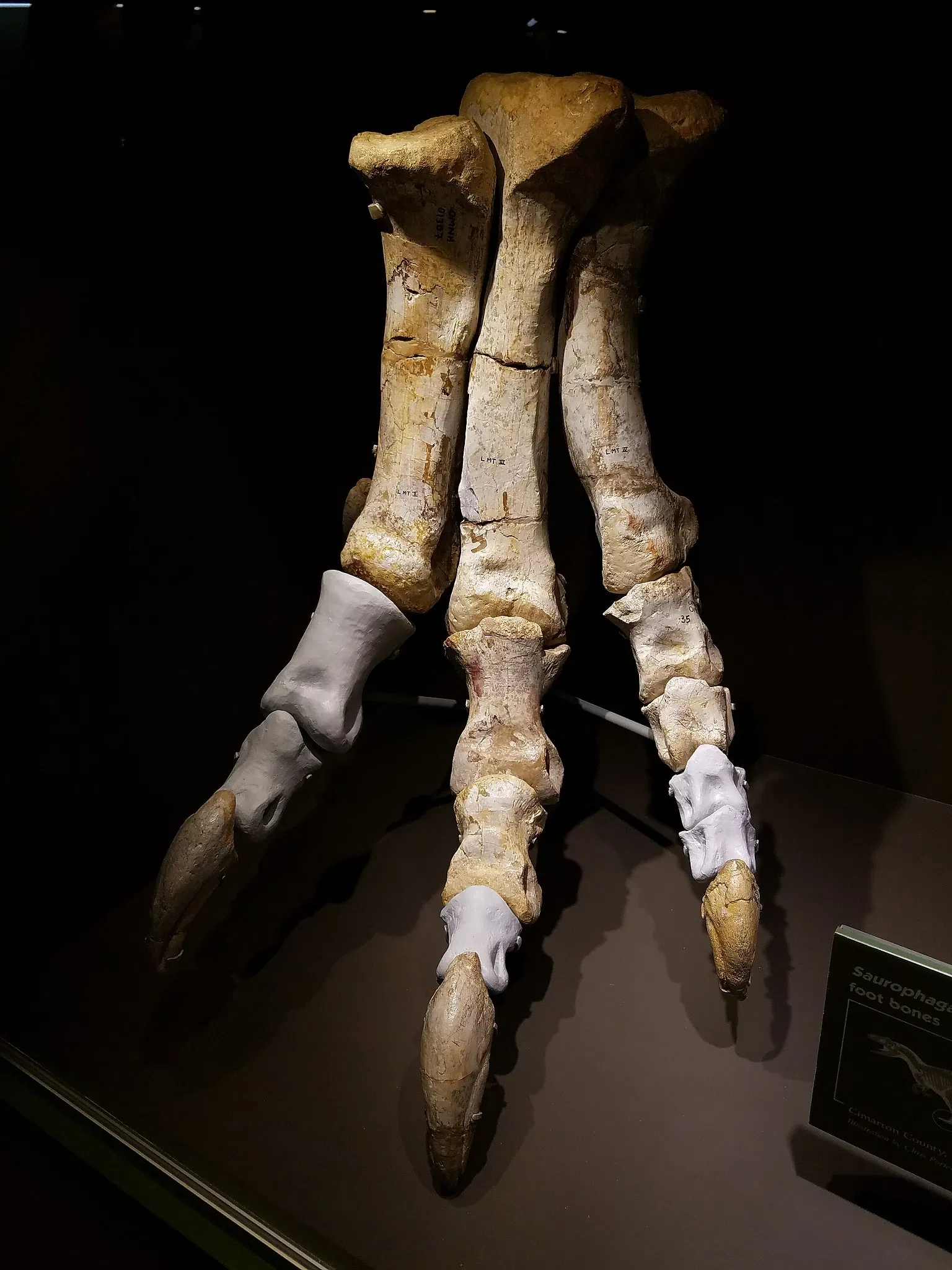 Muséum d'histoire naturelle d'Oklahoma