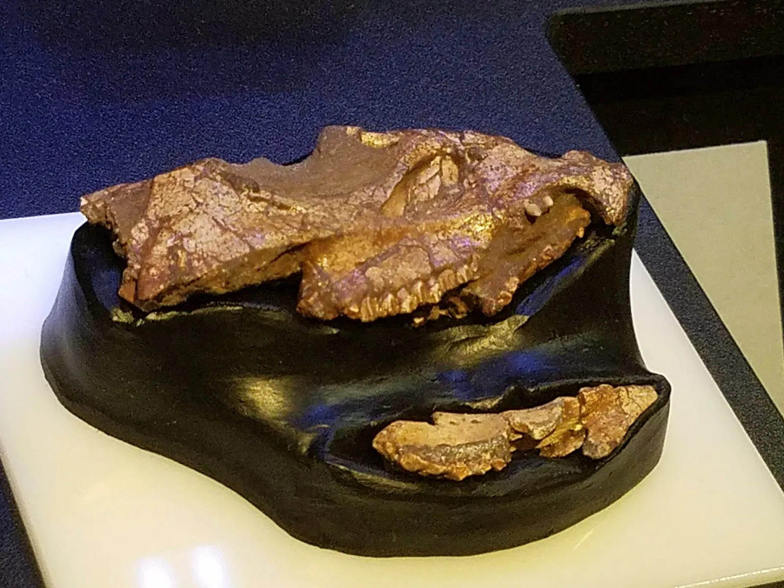 Muséum d'histoire naturelle d'Oklahoma