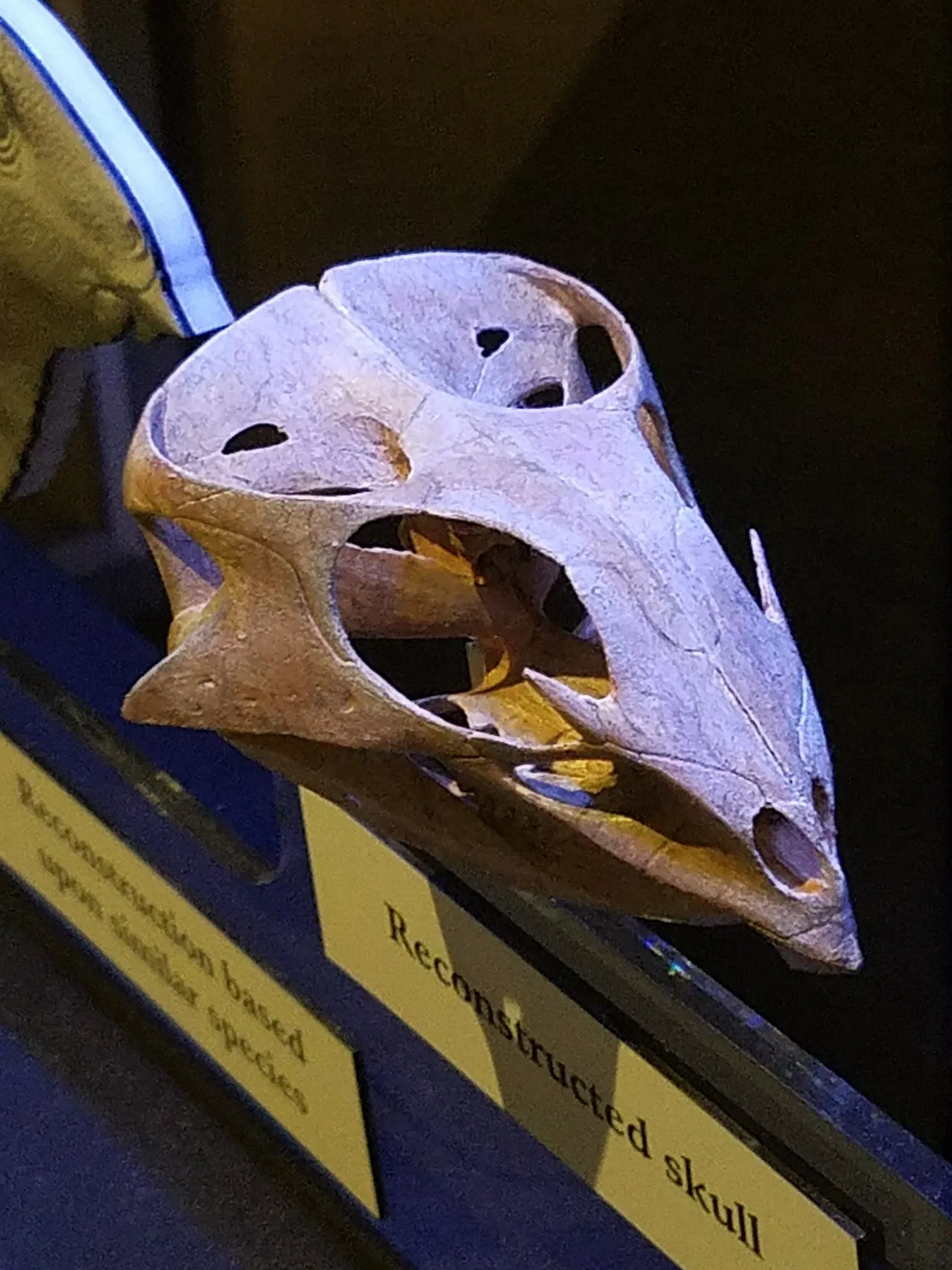 Muséum d'histoire naturelle d'Oklahoma