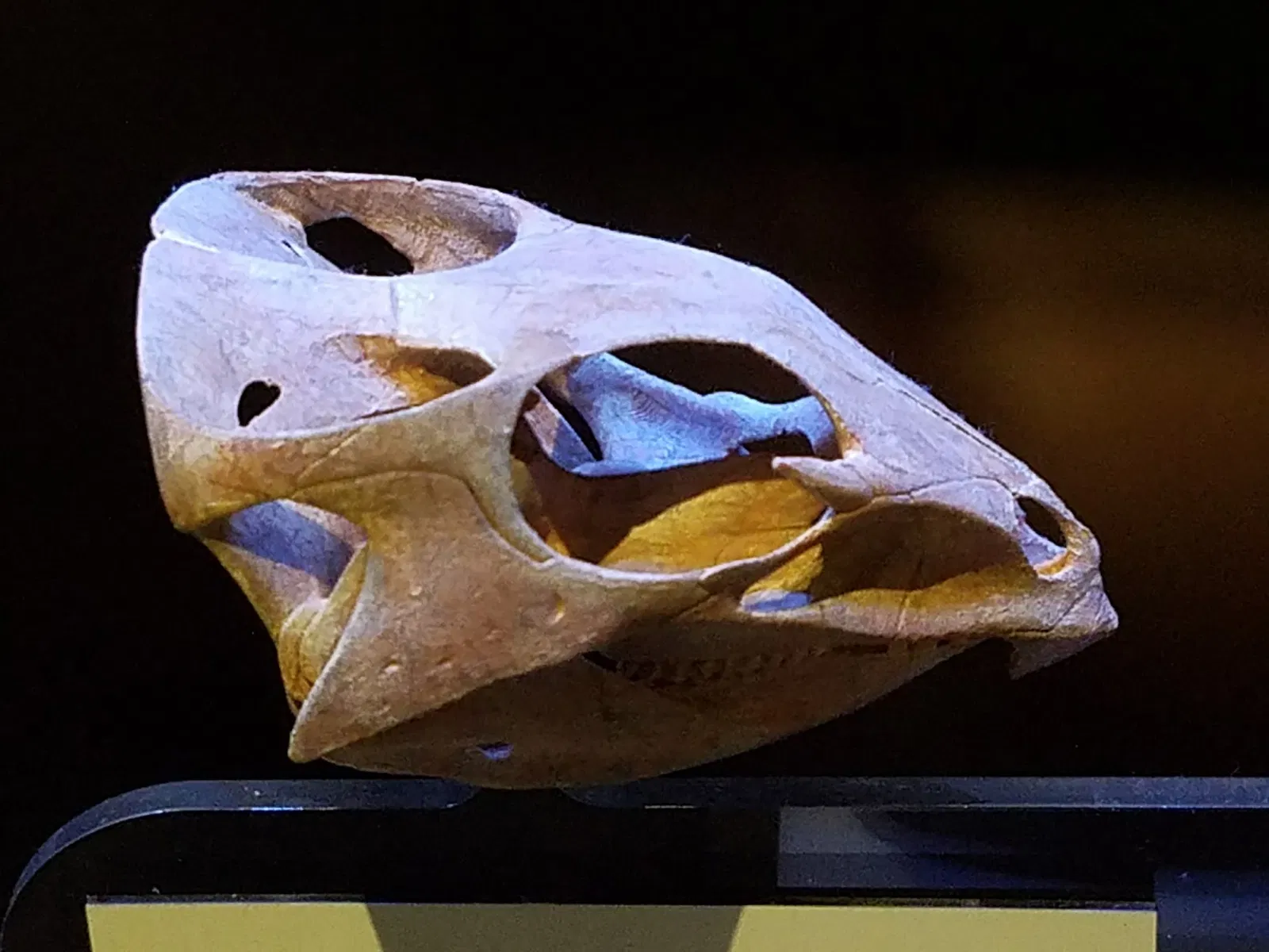 Sam Noble Oklahoma Museum of Natural History