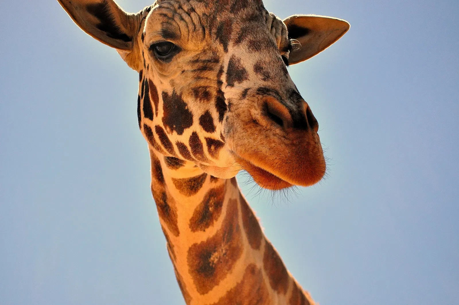 Out of Africa Wildlife Park