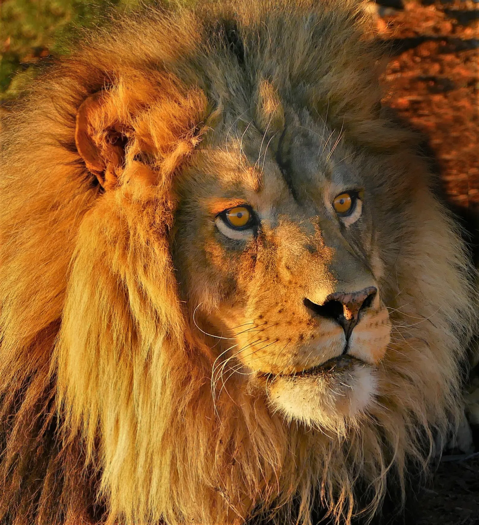 Out of Africa Wildlife Park