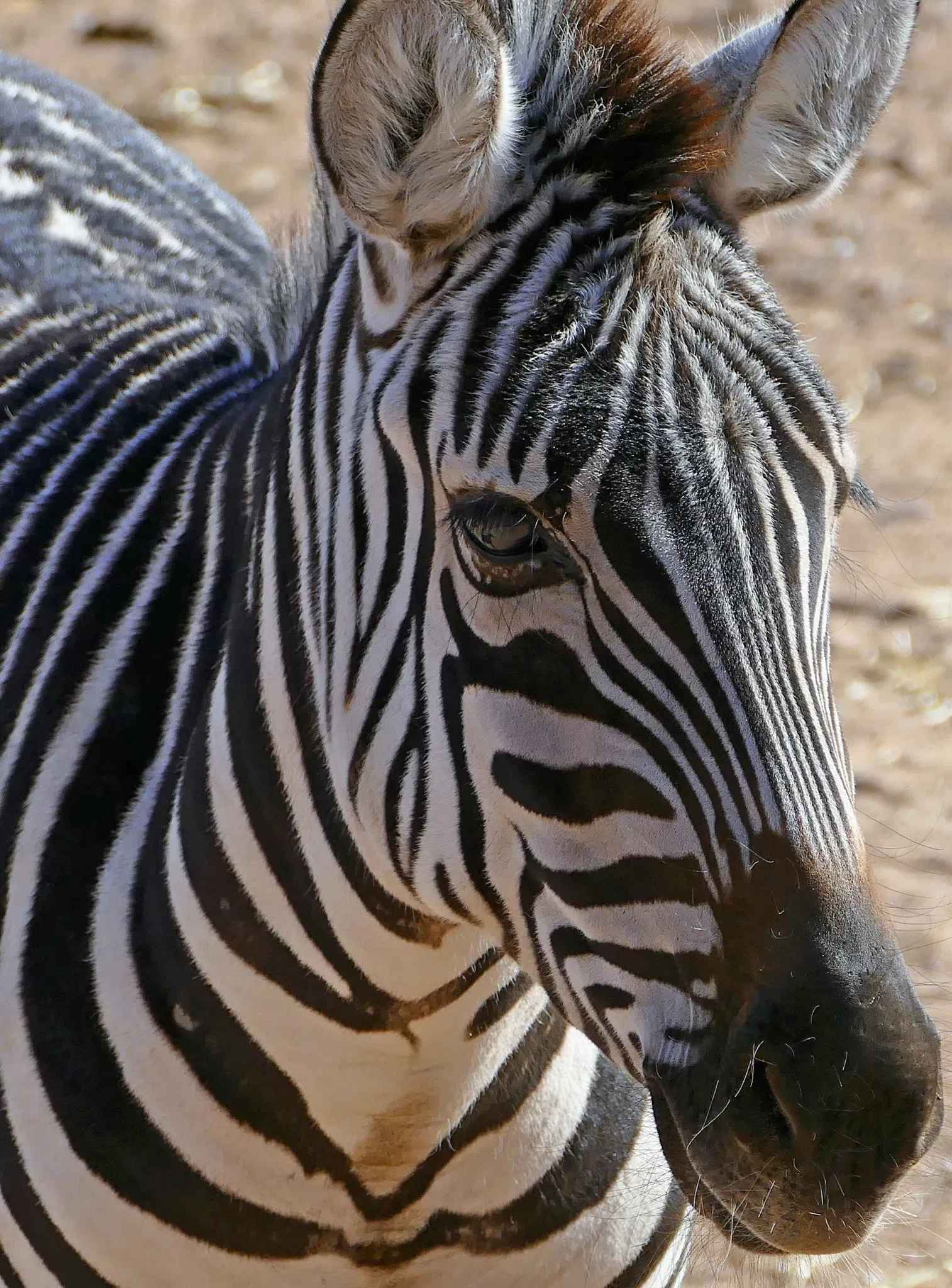 Out of Africa Wildlife Park