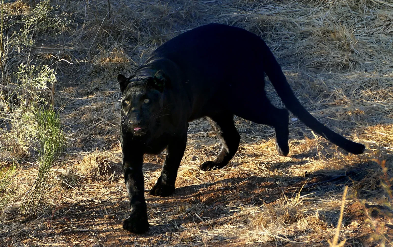 Out of Africa Wildlife Park