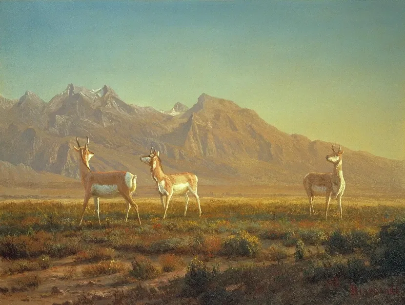 National Museum of Wildlife Art