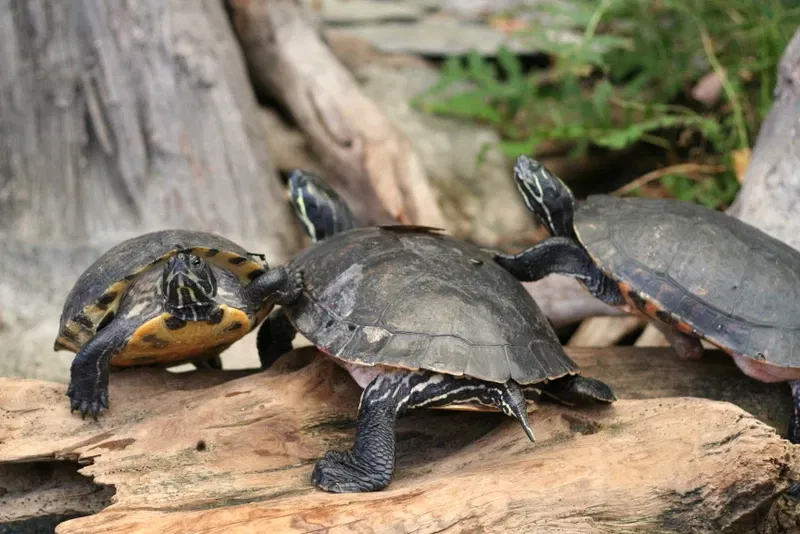 North Carolina Aquarium on Roanoke Island