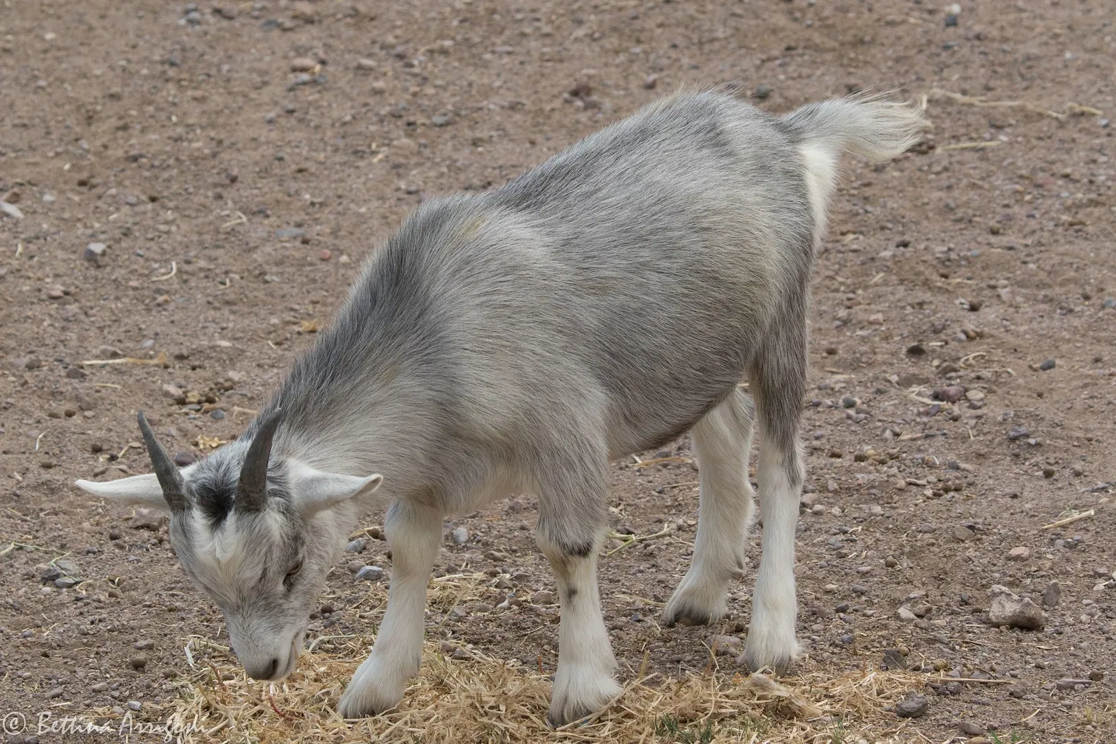 Slaughter Ranch Museum
