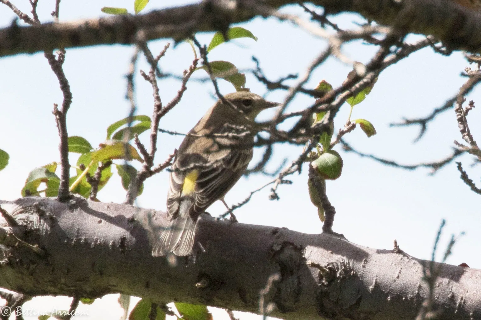 Slaughter Ranch Museum
