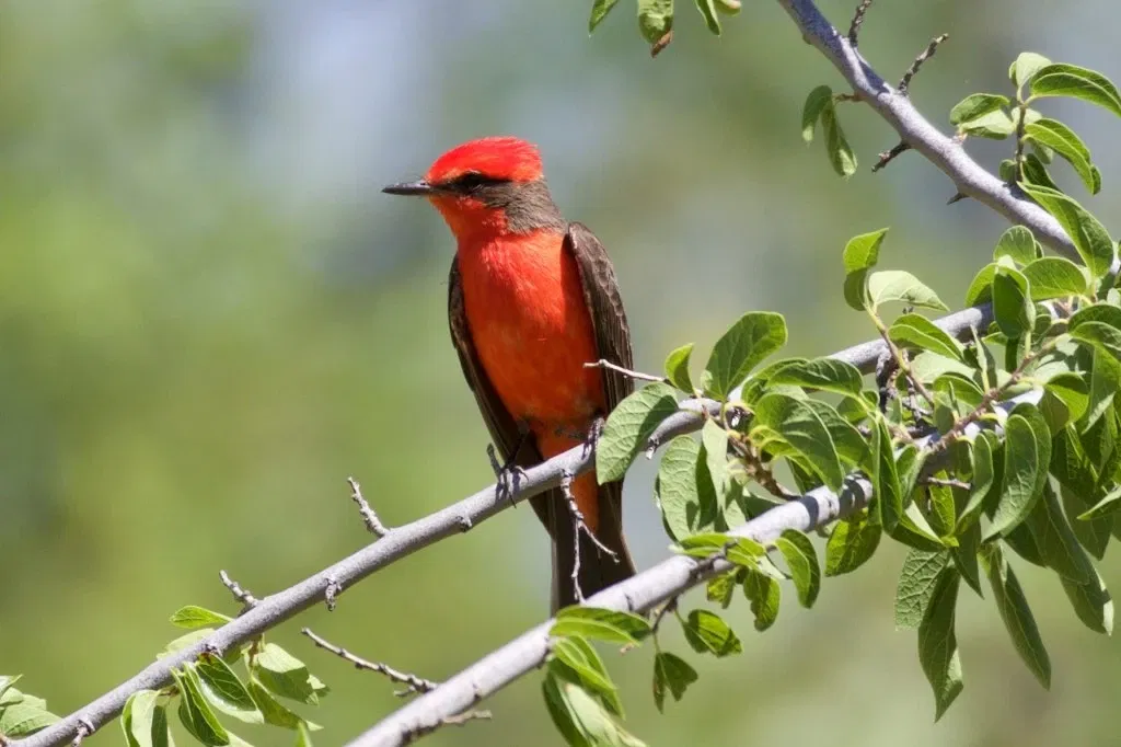 Slaughter Ranch Museum