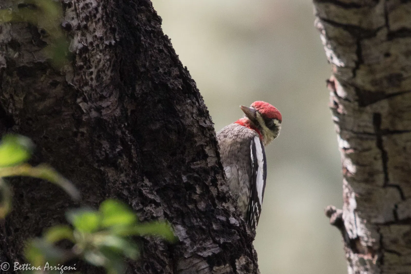 Slaughter Ranch Museum