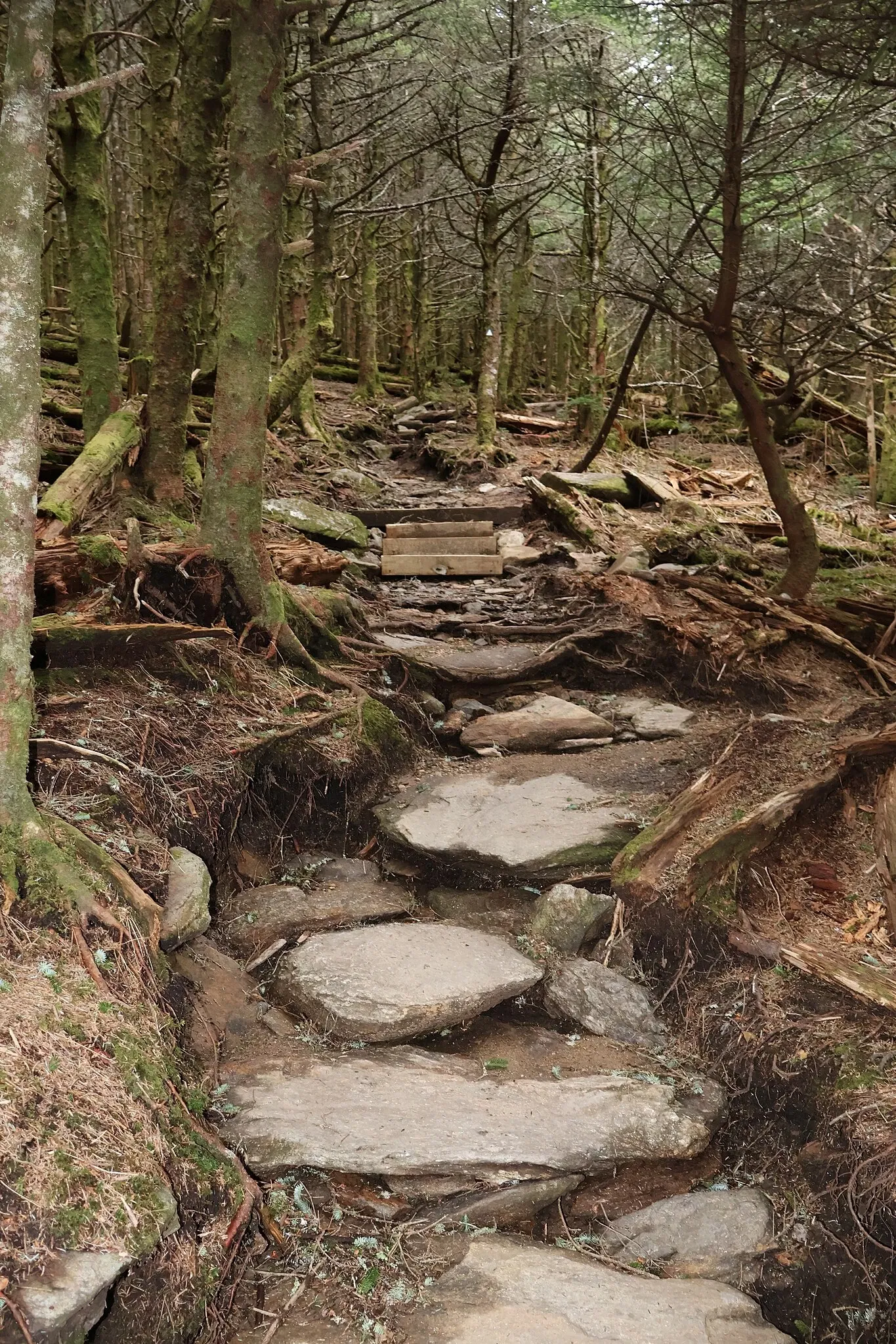 Mount Mitchell State Park