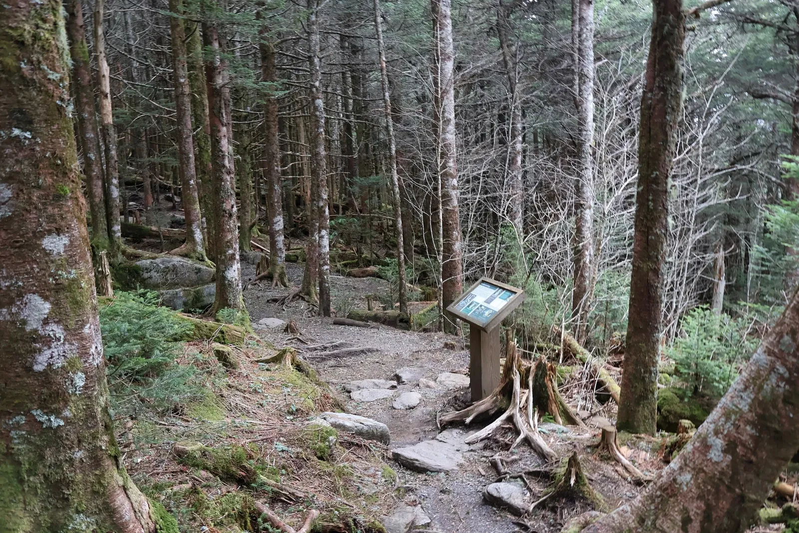 Mount Mitchell State Park